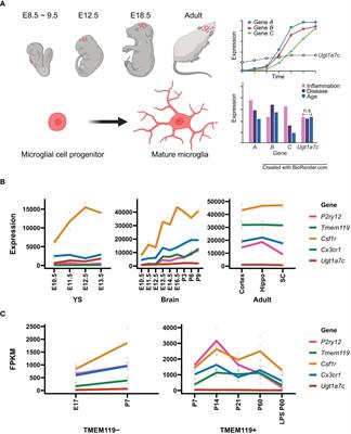 Unraveling the enigma: housekeeping gene Ugt1a7c as a universal biomarker for microglia